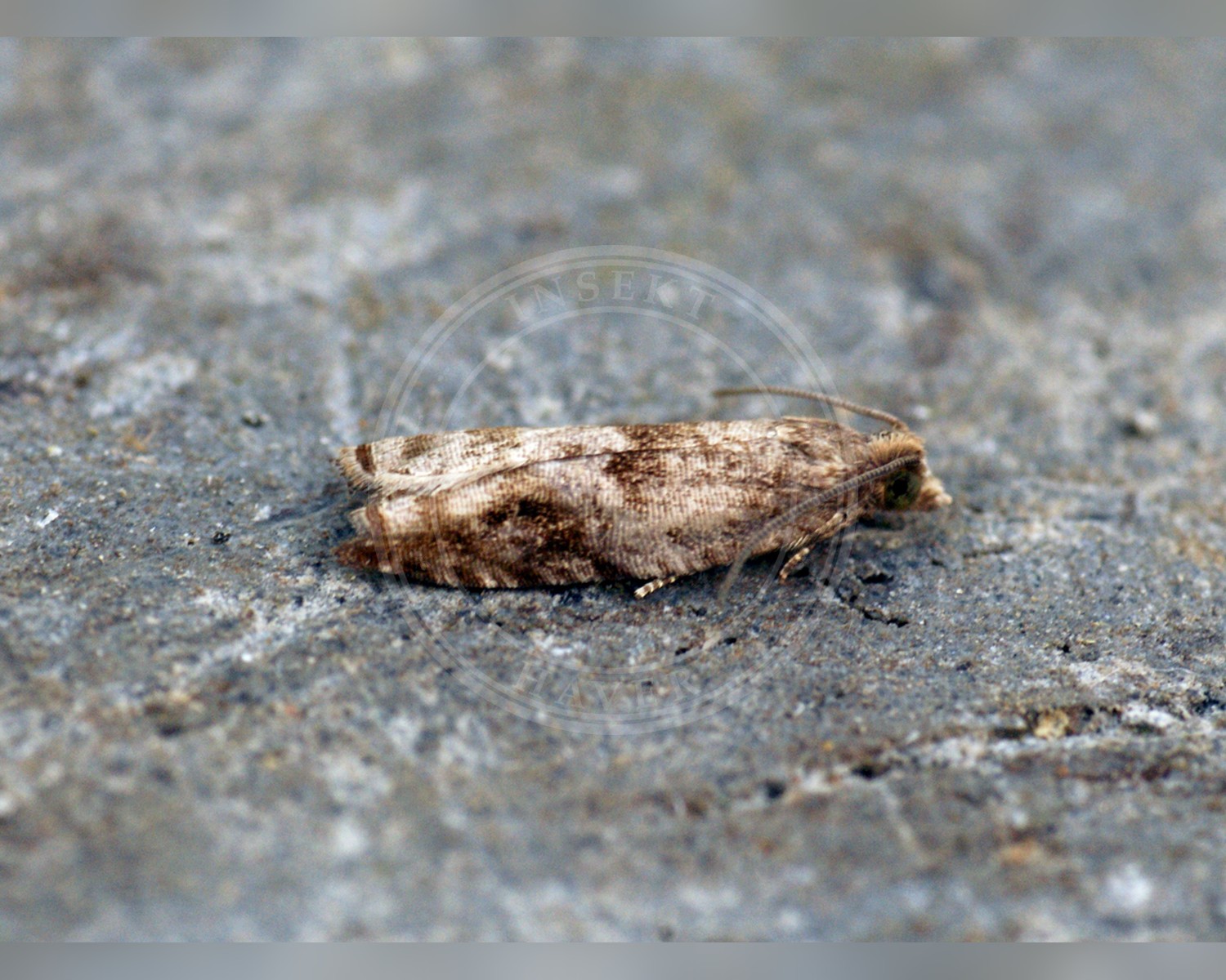 Her ses et billede af arten Gulgrå Knopvikler (Rhopobota naevana). Fotoet er taget af Ben Sale og hentet fra Wikimedia Commons (CC BY 2.0).