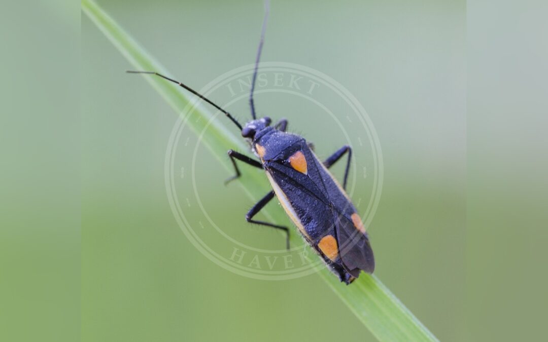 Her ses et billede af arten Gulrandet Blomstertæge (Capsodes gothicus). Fotoet er taget af Kazimieras Martinaitis og hentet fra iNaturalist (CC BY).