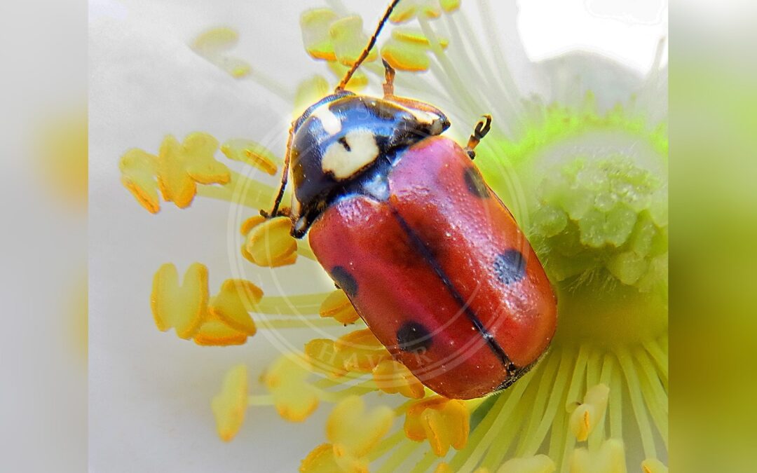 Her ses et billede af arten Gulrandet Faldbille (Cryptocephalus cordiger). Fotoet er taget af Siga og hentet fra Wikimedia Commons (CC BY-SA 3.0).