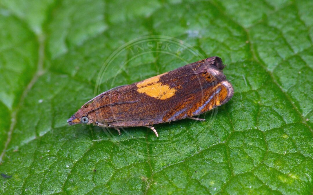 Gulrygget Rejnfanvikler – Dichrorampha flavidorsana