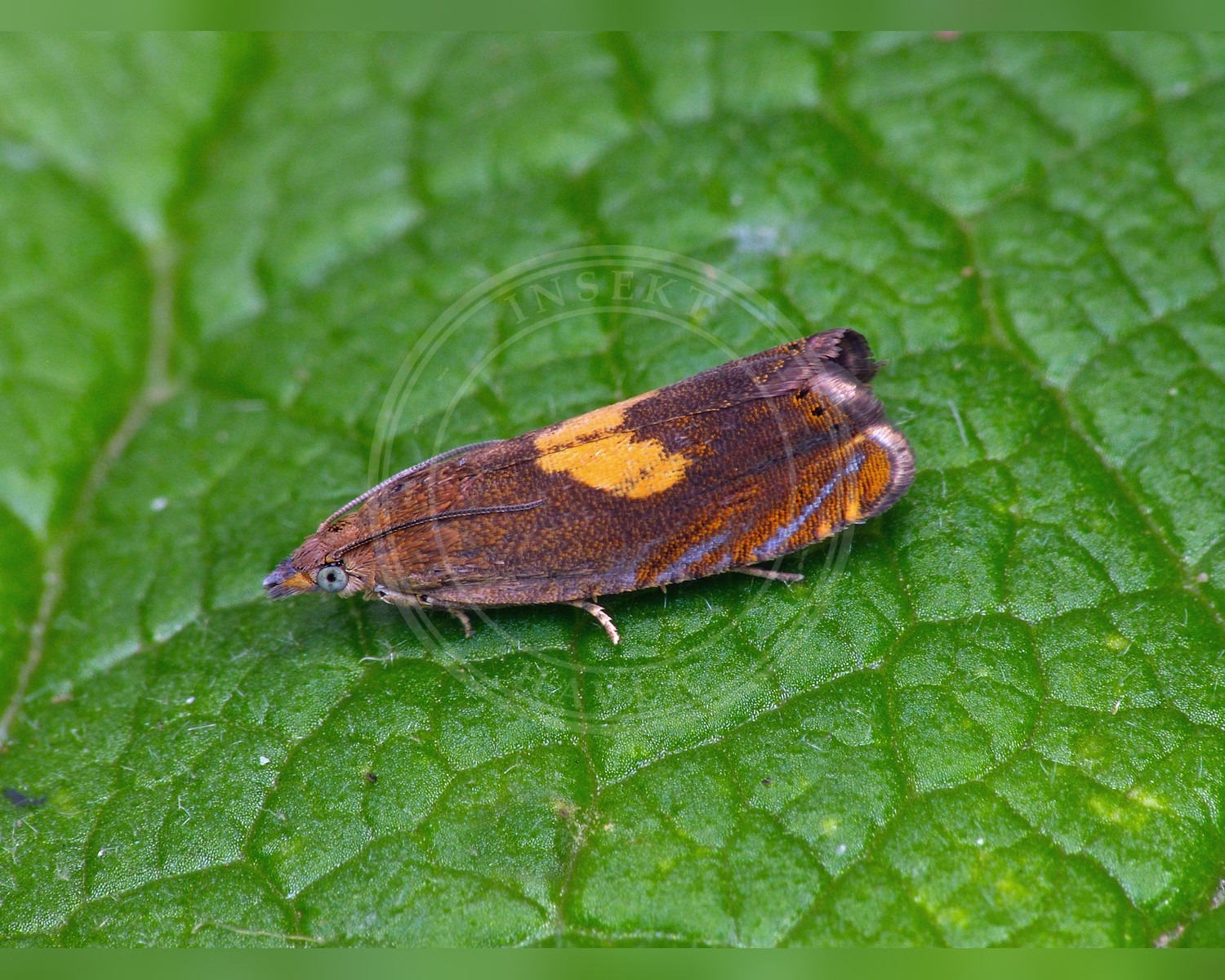 Her ses et billede af arten Gulrygget Rejnfanvikler (Dichrorampha flavidorsana). Fotoet er taget af Patrick Clement og hentet fra Wikimedia Commons (CC BY 2.0).