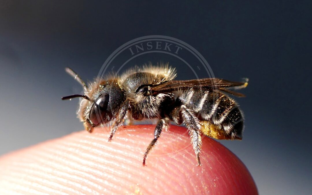 Gulsporet Gnavebi – Hoplitis claviventris