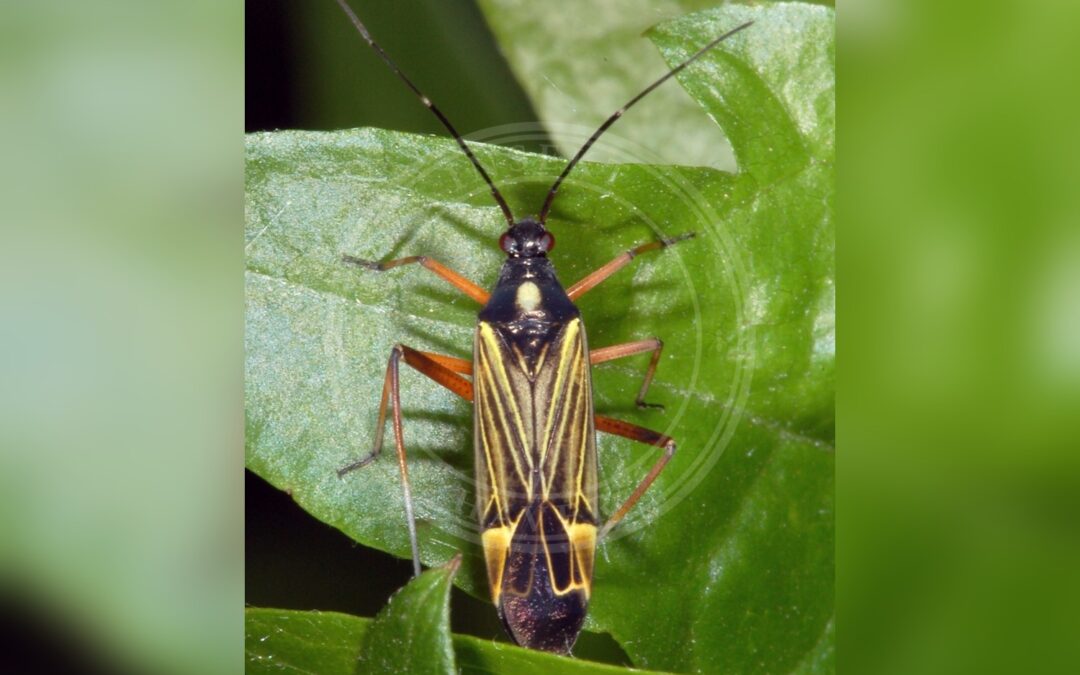 Her ses et billede af arten Gulstribet Egetæge (Miris striatus). Fotoet er taget af Fritz Geller-Grimm og hentet fra Wikimedia Commons (CC BY-SA 3.0).