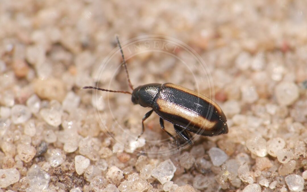 Her ses et billede af arten Gulstribet Kornjordloppe (Phyllotreta vittula). Fotoet er taget af Alexis og hentet fra Wikimedia Commons (CC BY 4.0).
