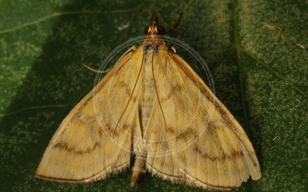 Her ses et billede af arten Gult Enghalvmøl (Mecyna flavalis). Fotoet er taget af Ilia Ustyantsev og hentet fra Wikimedia Commons (CC BY-SA 2.0).