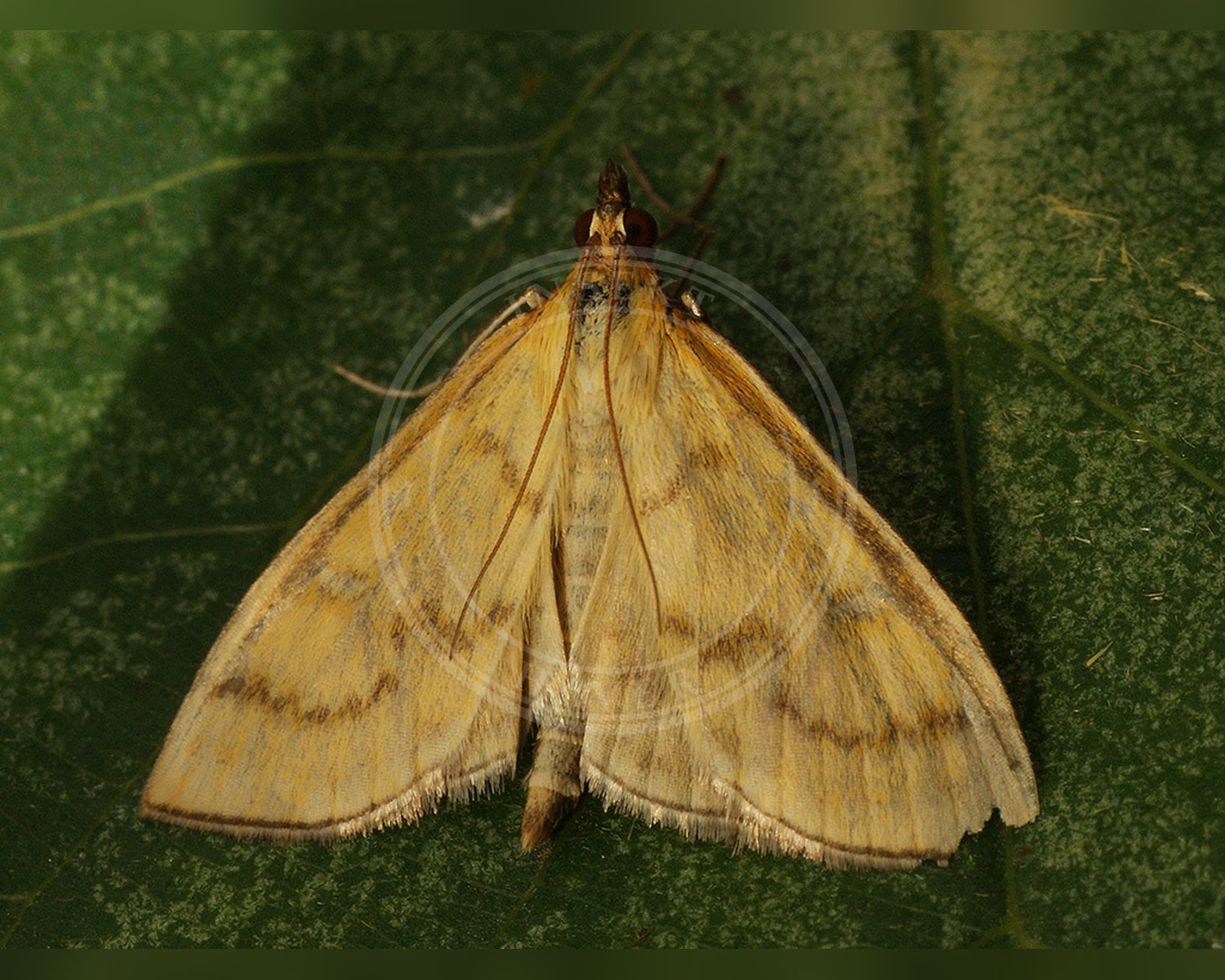 Her ses et billede af arten Gult Enghalvmøl (Mecyna flavalis). Fotoet er taget af Ilia Ustyantsev og hentet fra Wikimedia Commons (CC BY-SA 2.0).