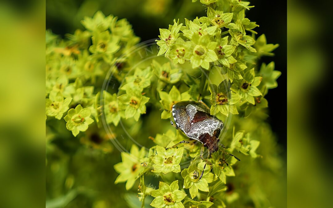 Her ses et billede af arten Gylden Urtetæge (Eysarcoris venustissimus). Fotoet er taget af Didier Descouens og hentet fra Wikimedia Commons (CC BY-SA 4.0).