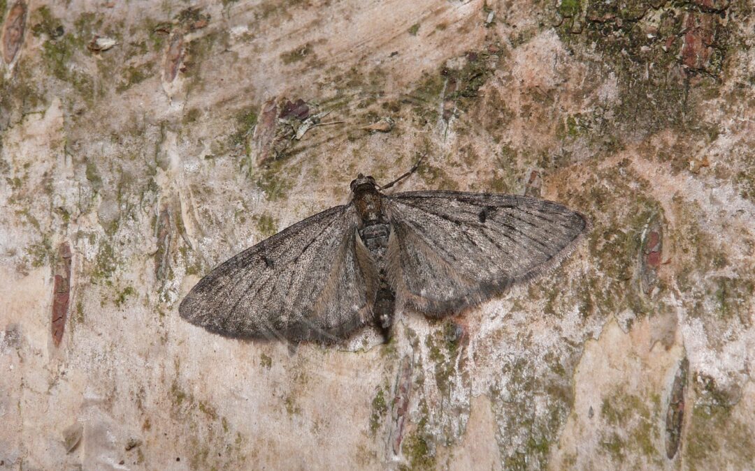 Her ses et billede af arten Gyldenrisdværgmåler (Eupithecia virgaureata). Fotoet er taget af Patrick Clement og hentet fra Wikimedia Commons (CC BY 2.0).