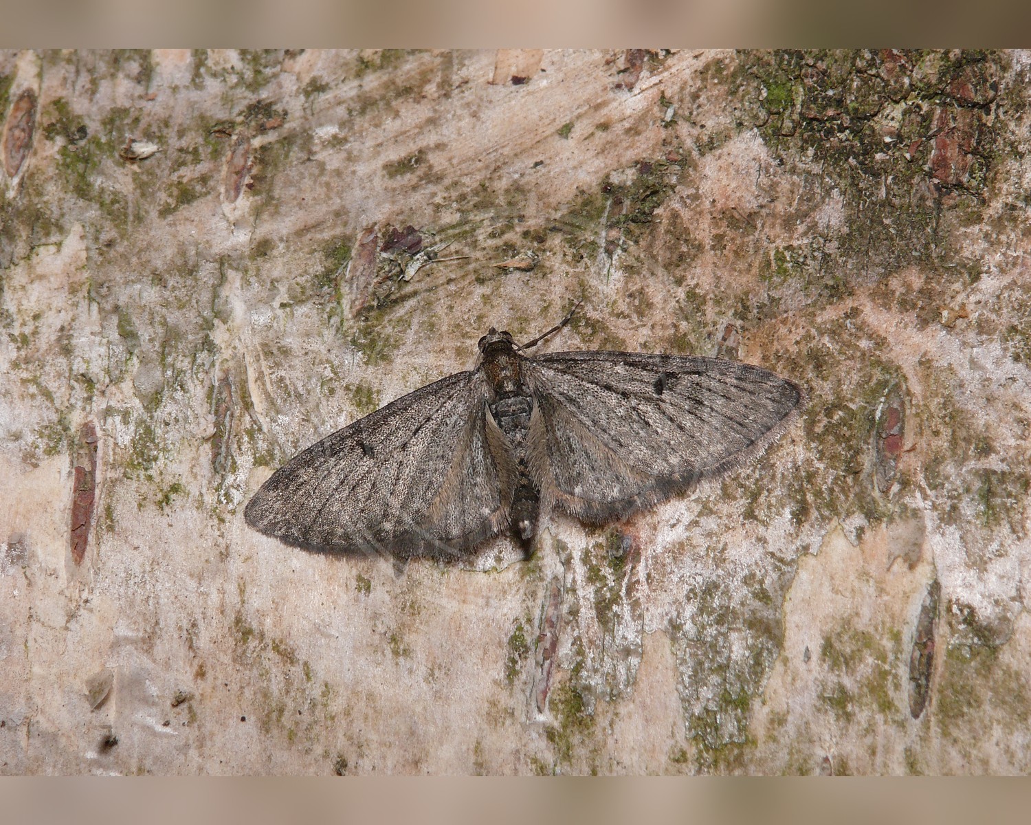 Her ses et billede af arten Gyldenrisdværgmåler (Eupithecia virgaureata). Fotoet er taget af Patrick Clement og hentet fra Wikimedia Commons (CC BY 2.0).