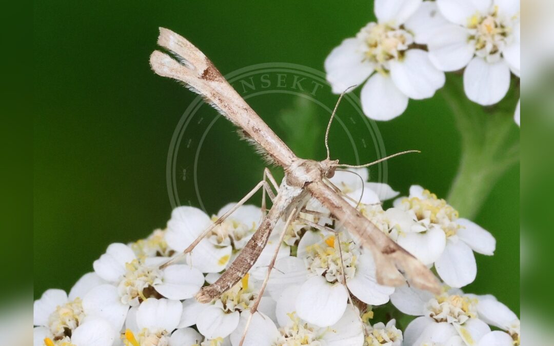 Her ses et billede af arten Gyldenrisfjermøl (Platyptilia calodactyla). Fotoet er taget af Jan Inge Karlsen og hentet fra GBIF (CC-BY).