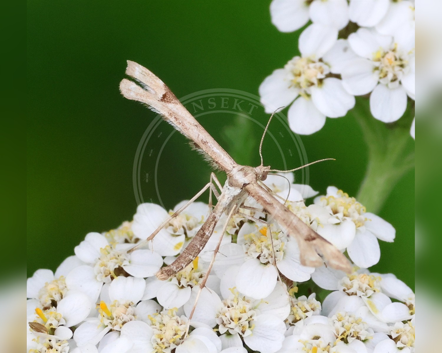 Her ses et billede af arten Gyldenrisfjermøl (Platyptilia calodactyla). Fotoet er taget af Jan Inge Karlsen og hentet fra GBIF (CC-BY).