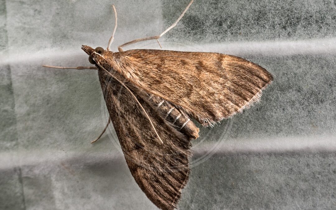 Her ses et billede af arten Gyldenrishalvmøl (Anania terrealis). Billedet er hentet fra iNaturalist (CC0).