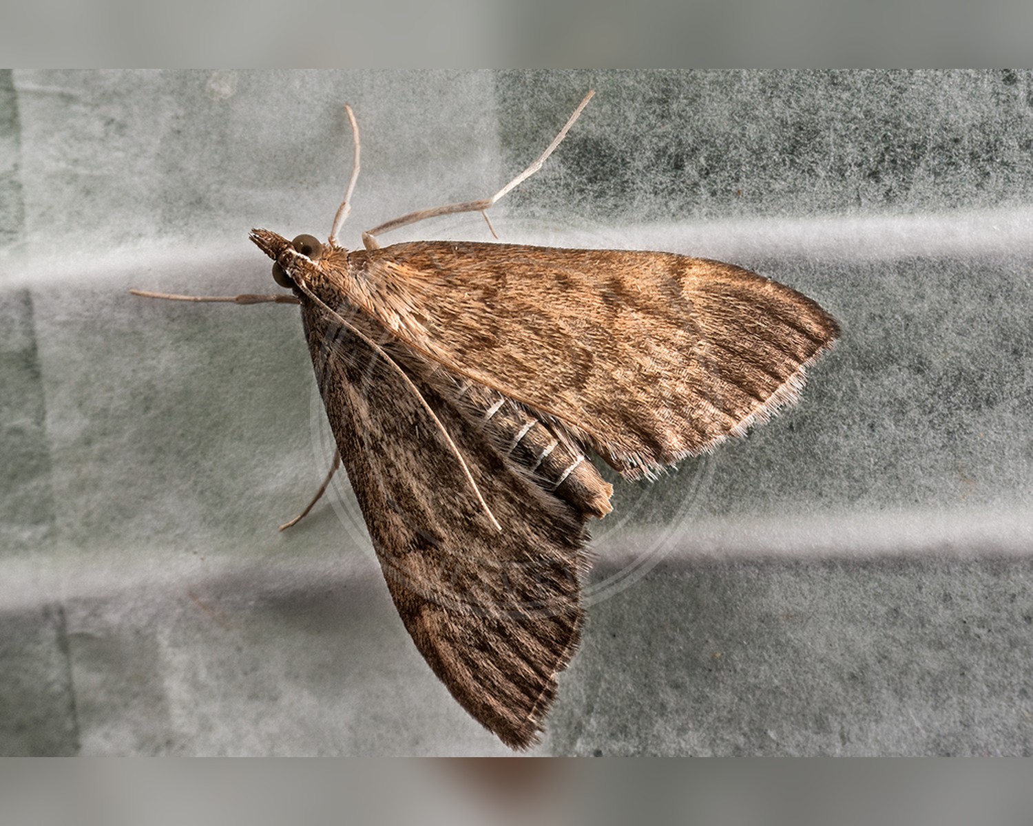Her ses et billede af arten Gyldenrishalvmøl (Anania terrealis). Billedet er hentet fra iNaturalist (CC0).