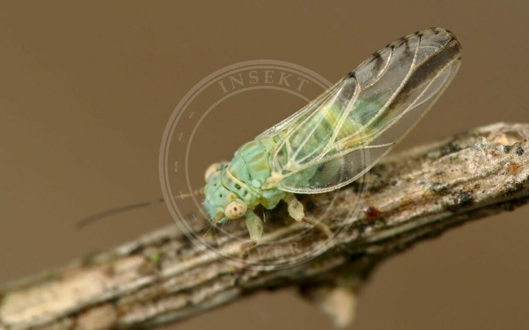 Her ses et billede af arten Gyvelbladloppe (Arytaina genistae). Fotoet er taget af Gilles San Martin og hentet fra iNaturalist (CC BY-SA).