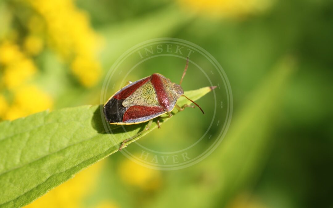 Her ses et billede af arten Gyvelbredtæge (Piezodorus lituratus). Fotoet er taget af Slimguy og hentet fra Wikimedia Commons (CC BY-SA 4.0).