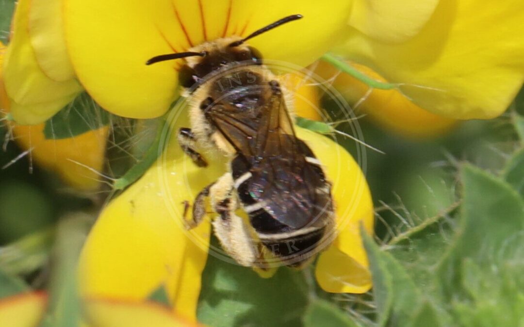 Gyveljordbi – Andrena ovatula