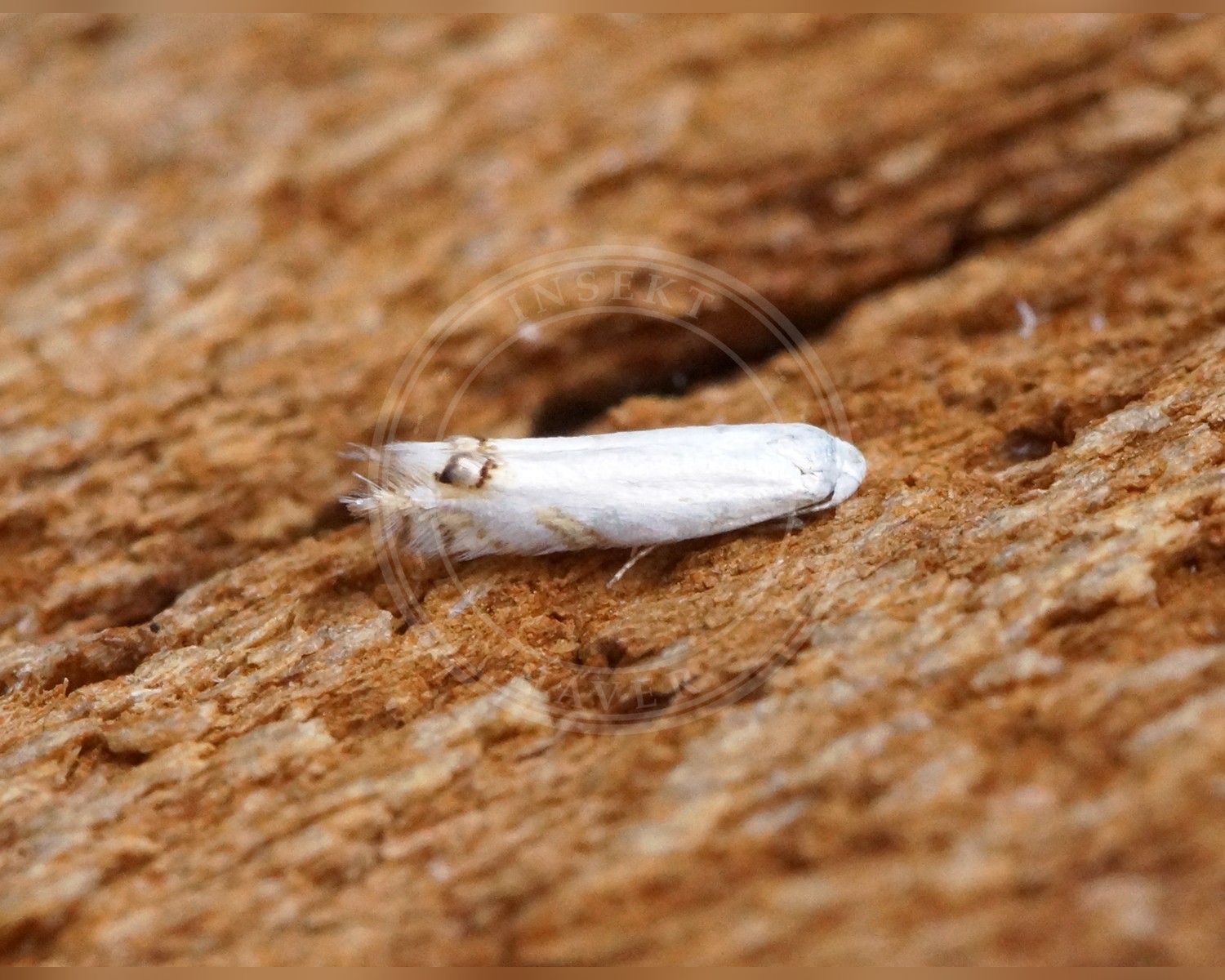 Her ses et billede af arten Gyvelmøl (Leucoptera spartifoliella). Fotoet er taget af Ben Sale og hentet fra Wikimedia Commons (CC BY 2.0).