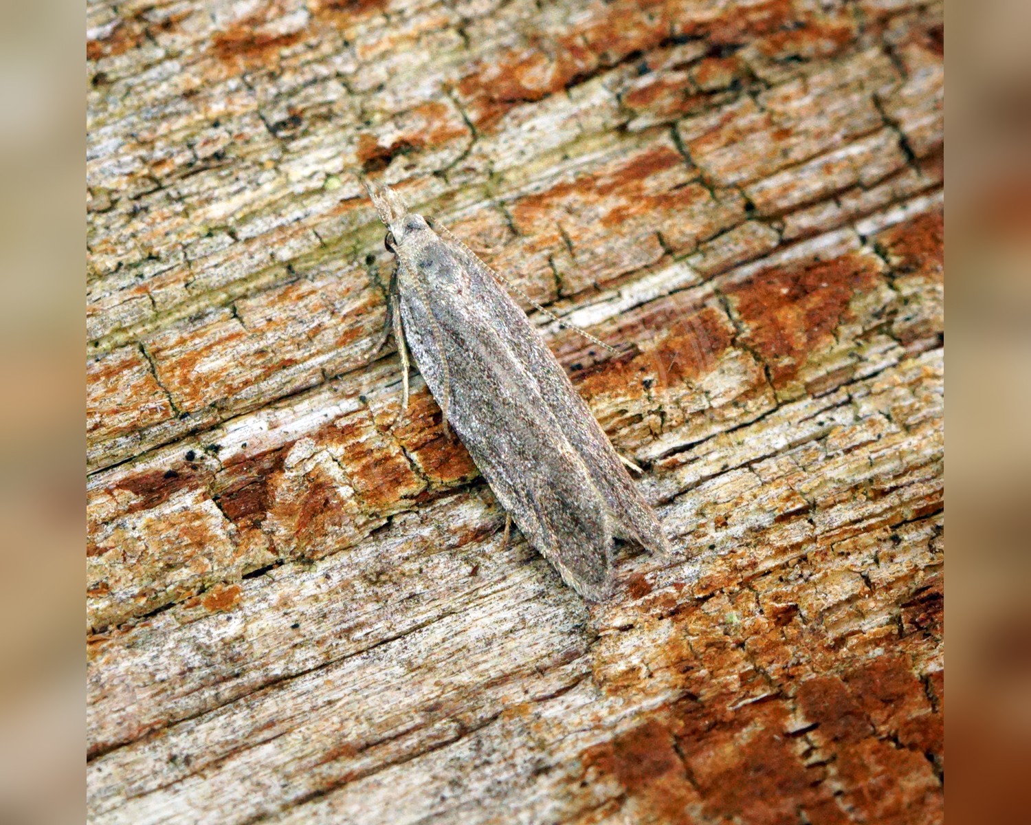 Her ses et billede af arten Gyvelpalpemøl (Anarsia spartiella). Fotoet er taget af Ben Sale og hentet fra Wikimedia Commons (CC BY 2.0).