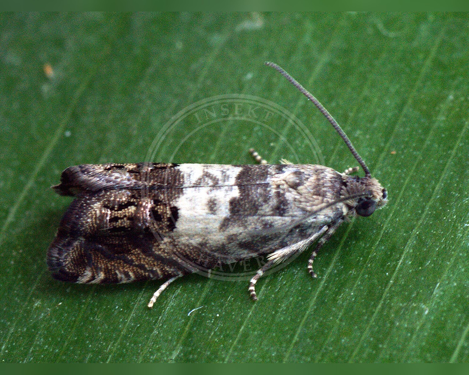 Her ses et billede af arten Gyvelvikler (Cydia succedana). Fotoet er taget af Ilia Ustyantsev og hentet fra Wikimedia Commons (CC BY-SA 2.0).