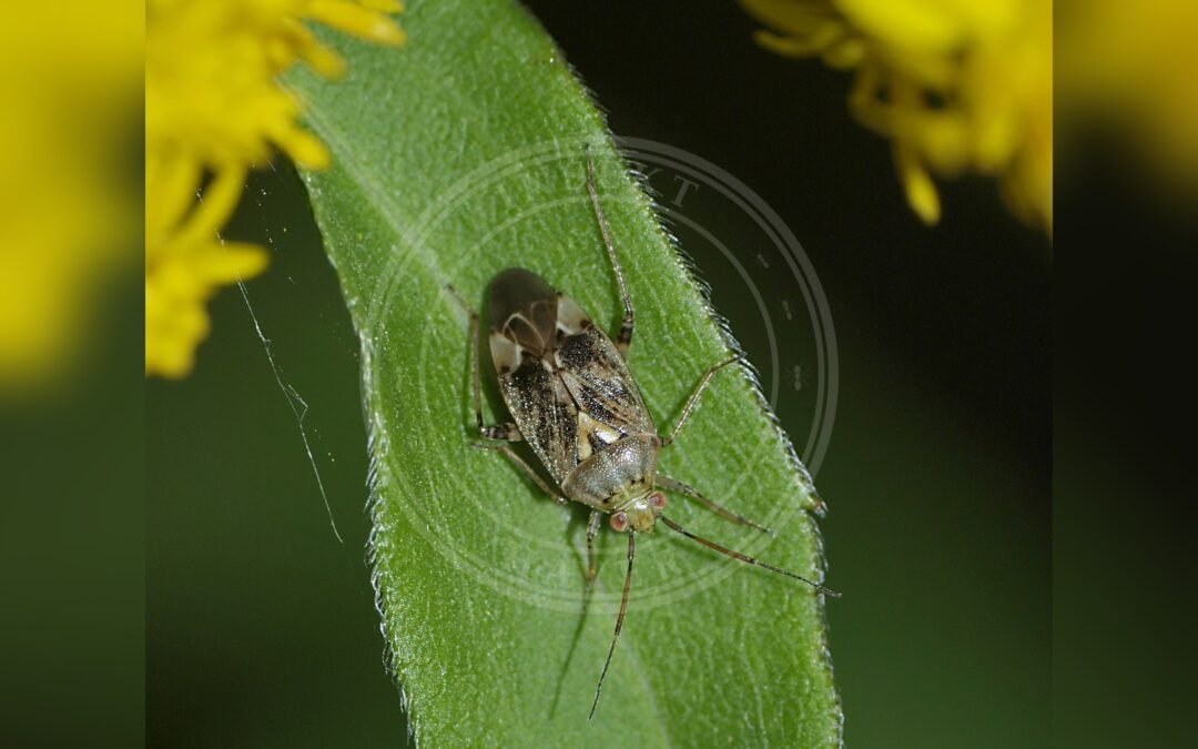 Her ses et billede af arten Håret Engtæge (Lygus rugulipennis). Fotoet er taget af Line Sabroe og hentet fra Wikimedia Commons (CC BY 2.0).