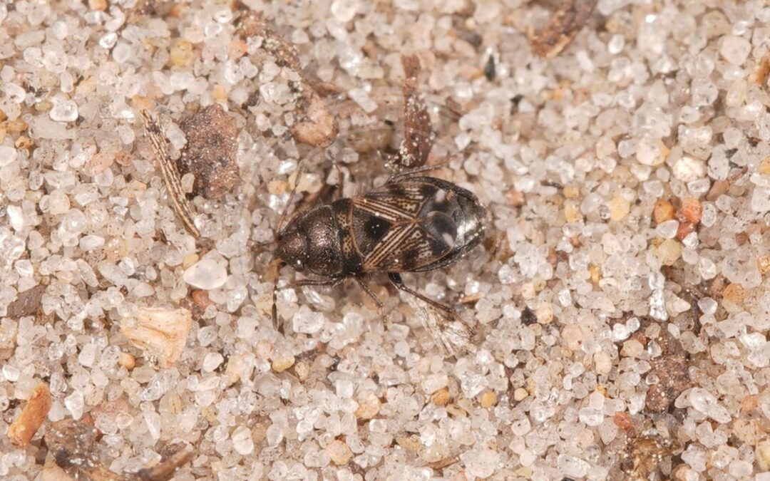 Her ses et billede af arten Håret Frøtæge (Pionosomus varius). Fotoet er taget af AfroBrazilian og hentet fra Wikimedia Commons (CC BY-SA 4.0).
