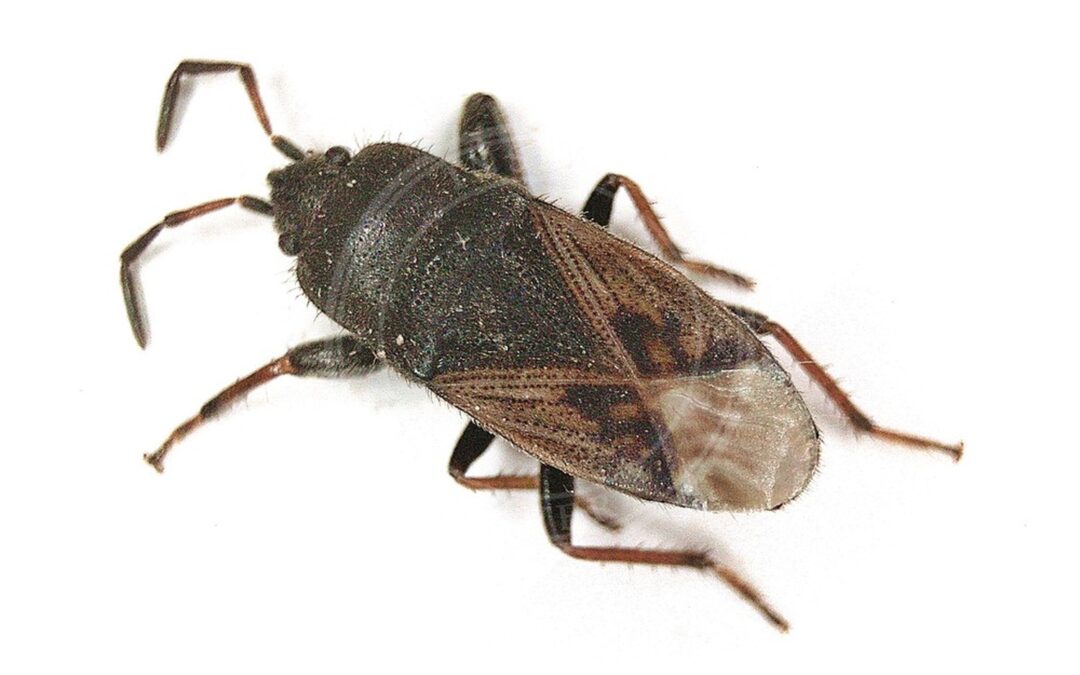 Her ses et billede af arten Håret Klitfrøtæge (Megalonotus chiragra). Fotoet er taget af B. Schoenmakers (Waarneming.nl) og hentet fra Wikimedia Commons (CC BY 3.0).