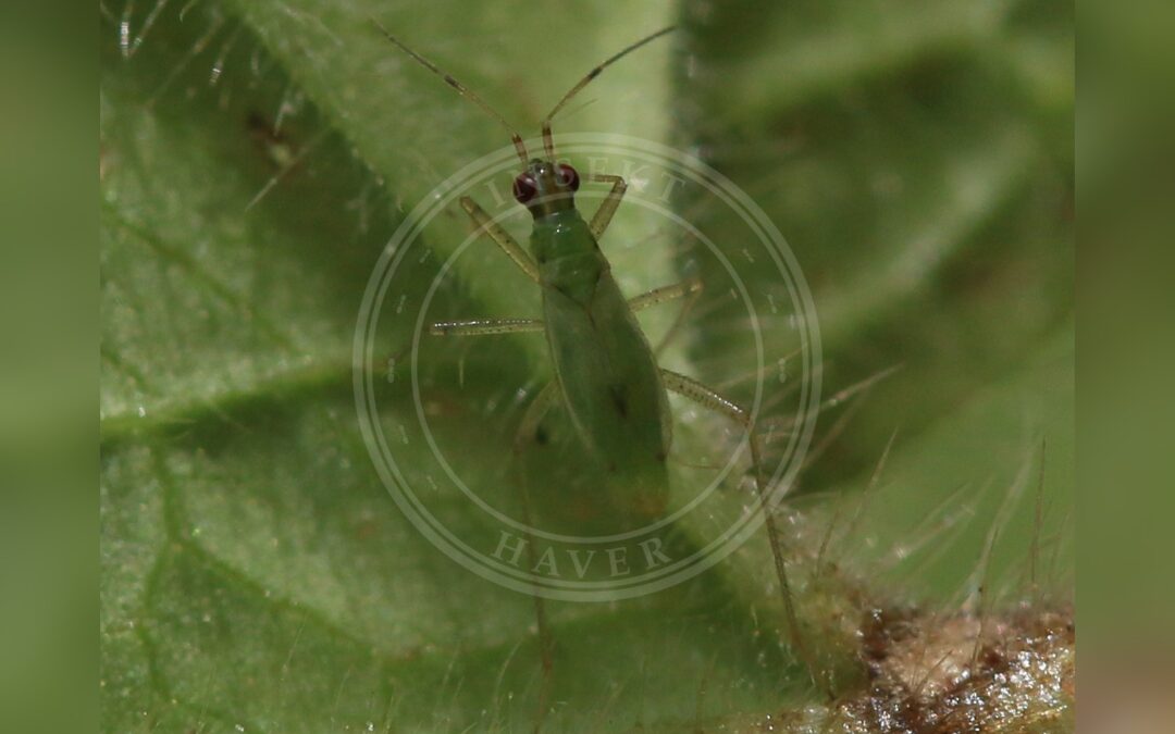 Her ses et billede af arten Håret Skovgaltetandtæge (Dicyphus stachydis). Fotoet er taget af S. Rae og hentet fra Wikimedia Commons (CC BY 2.0).