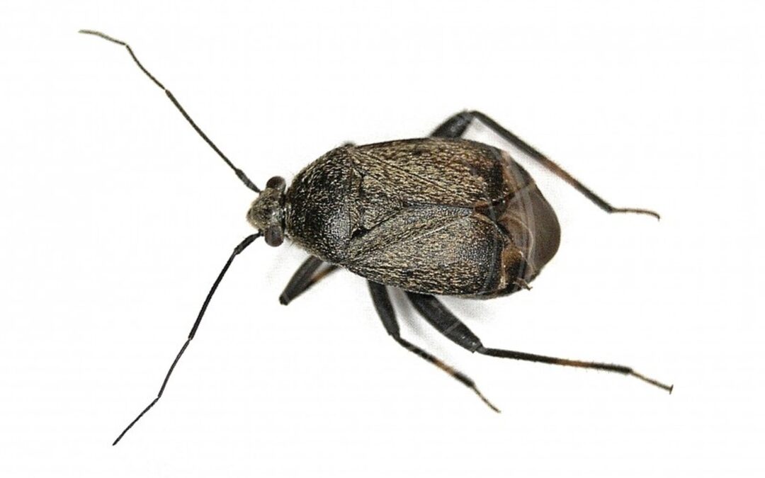 Her ses et billede af arten Håret Snerretæge (Polymerus nigrita). Fotoet er taget af B. Schoenmakers (Waarneming.nl) og hentet fra Wikimedia Commons (CC BY 3.0).