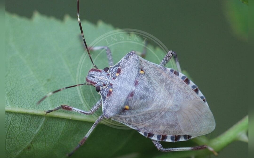 Her ses et billede af arten Halyomorpha halys. Fotoet er taget af Slimguy og hentet fra Wikimedia Commons (CC BY-SA 4.0).