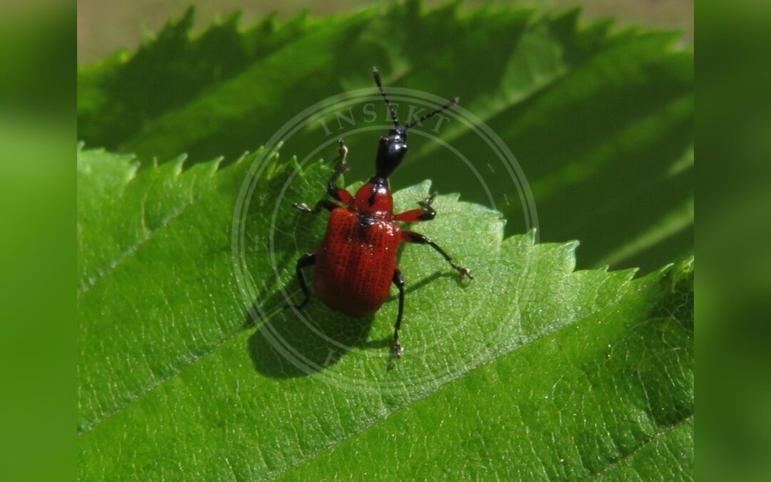 Her ses et billede af arten Hasselbladruller (Apoderus coryli). Billedet er hentet fra iNaturalist (CC0).