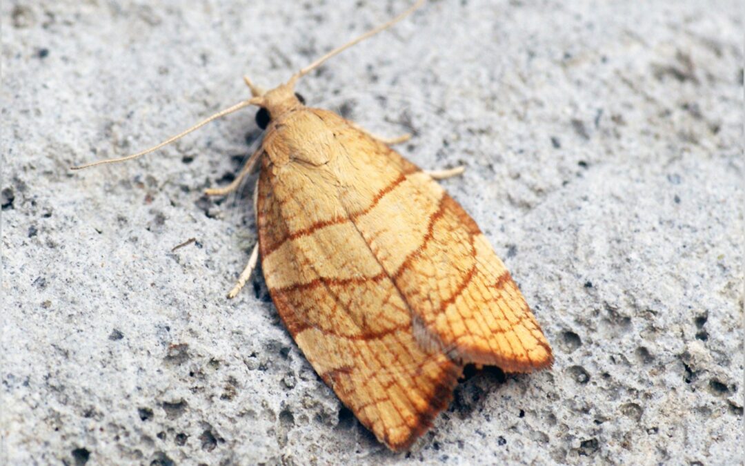 Her ses et billede af arten Hasselbladvikler (Pandemis corylana). Fotoet er taget af Ben Sale og hentet fra Wikimedia Commons (CC BY 2.0).