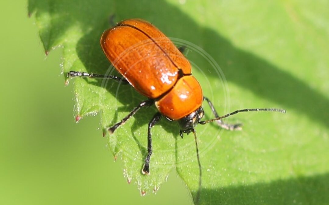Her ses et billede af arten Hasselfaldbille (Cryptocephalus coryli). Fotoet er taget af Ralf Huber og hentet fra Wikimedia Commons (CC BY-SA 4.0).