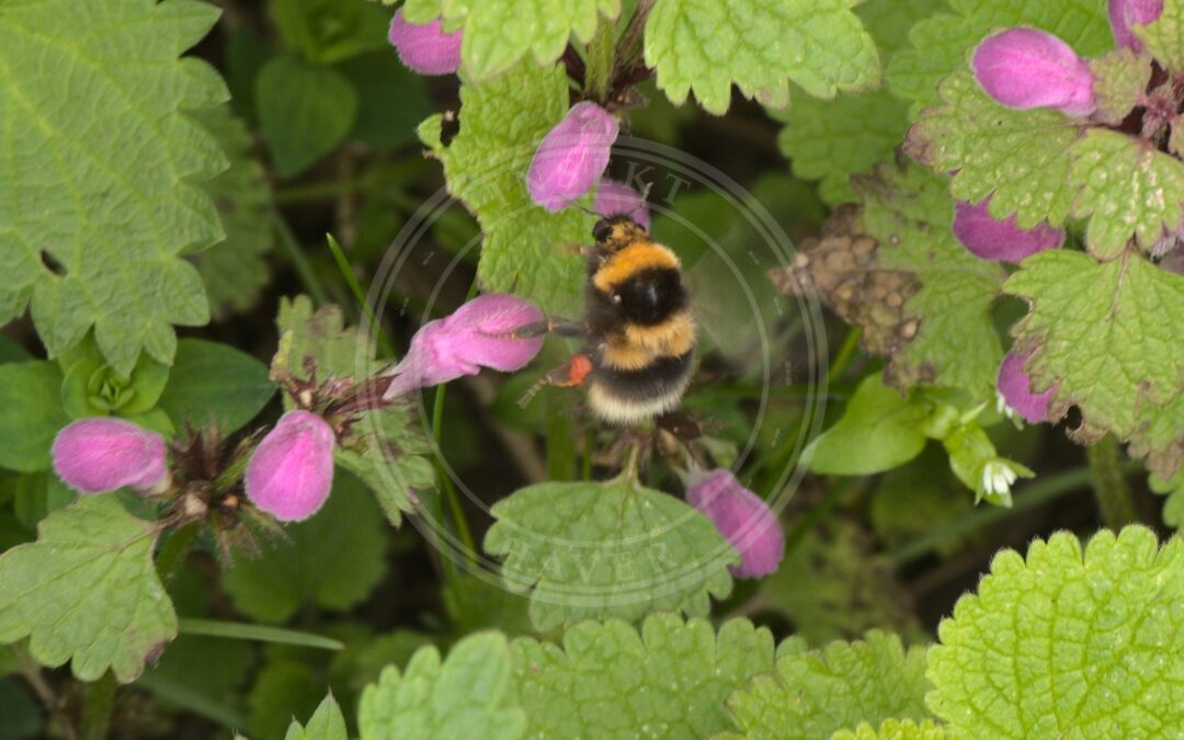 Havehumle – Bombus hortorum