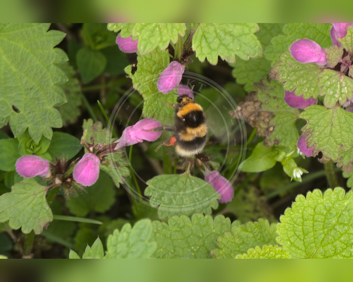 Her ses et billede af arten Havehumle (Bombus hortorum). Fotoet er taget af Flocci Nivis og hentet fra Wikimedia Commons (CC BY 4.0).