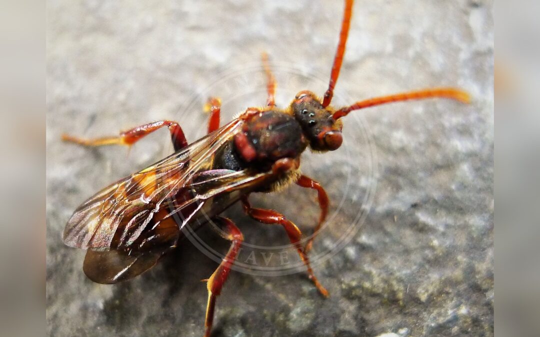 Her ses et billede af arten Havehvepsebi (Nomada ruficornis). Fotoet er taget af gailhampshire from Cradley, Malvern, U.K og hentet fra Wikimedia Commons (CC BY 2.0).