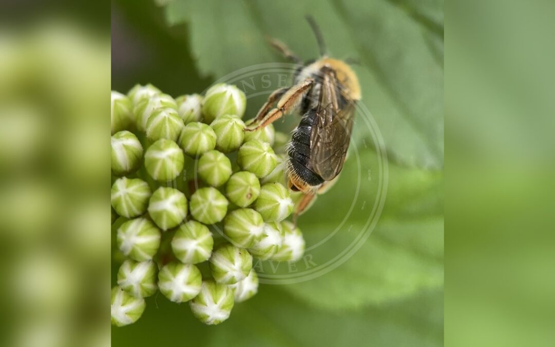 Havejordbi – Andrena haemorrhoa