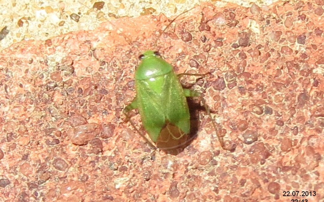 Her ses et billede af arten Havetæge (Lygocoris pabulinus). Fotoet er taget af David Short og hentet fra Wikimedia Commons (CC BY 2.0).