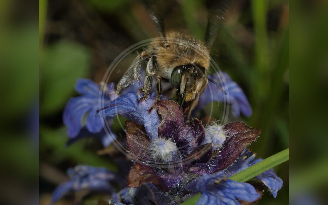 Havevægbi – Anthophora quadrimaculata