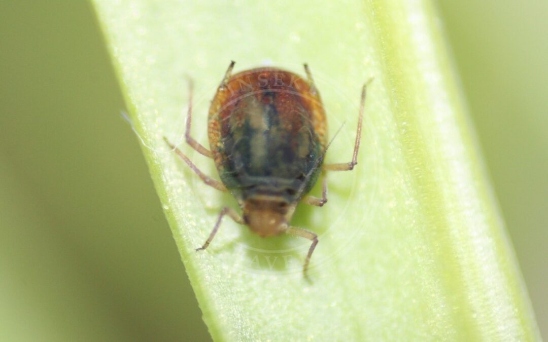 Havrebladlus – Rhopalosiphum padi