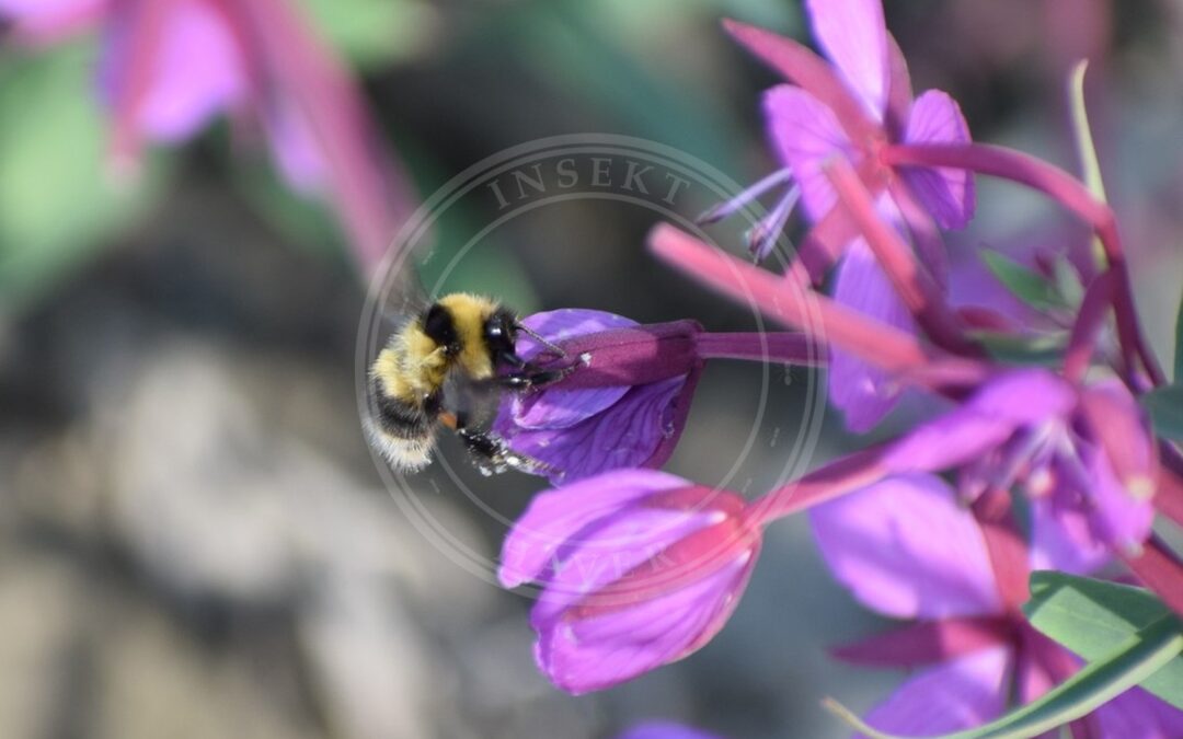 Hedehumle – Bombus jonellus