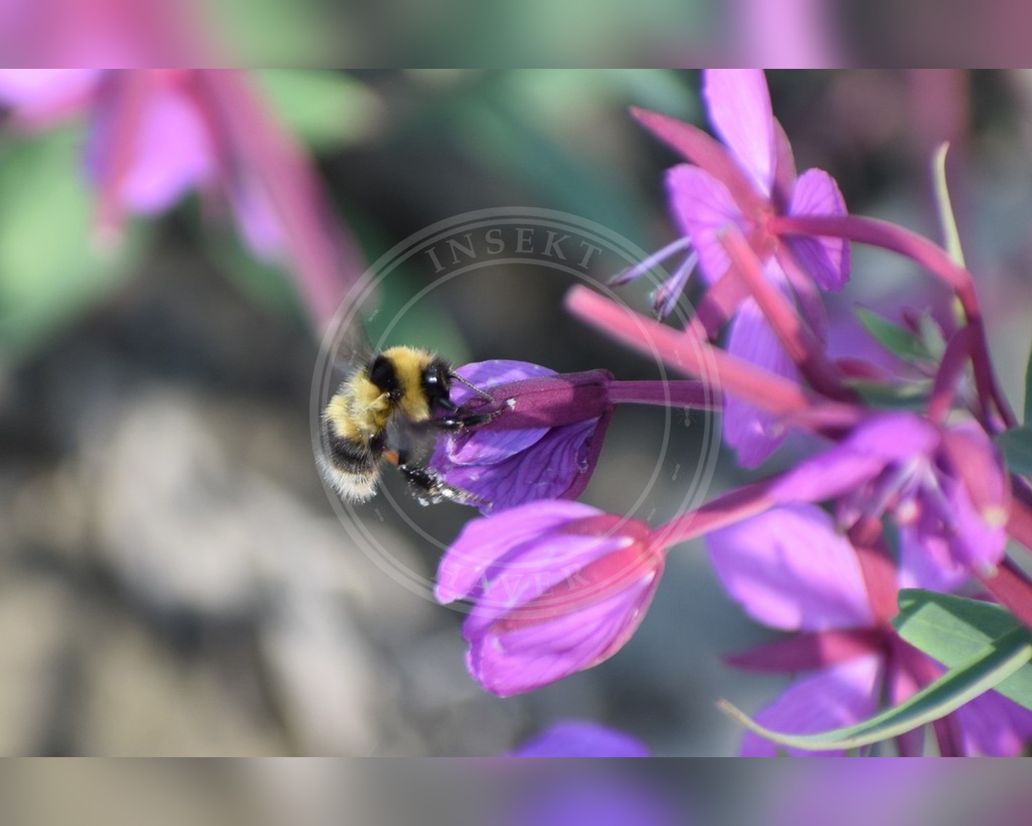 Her ses et billede af arten Hedehumle (Bombus jonellus). Fotoet er taget af Syd Cannings og hentet fra iNaturalist (CC BY).