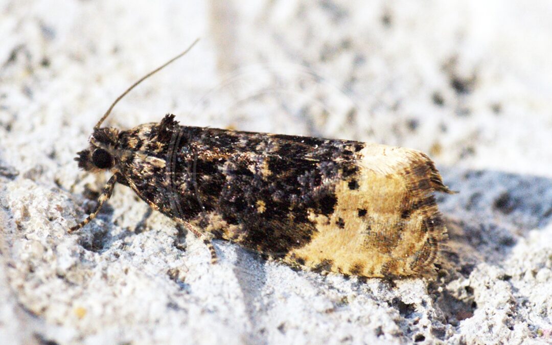 Her ses et billede af arten Hedya ochroleucana. Fotoet er taget af Ben Sale og hentet fra Wikimedia Commons (CC BY 2.0).