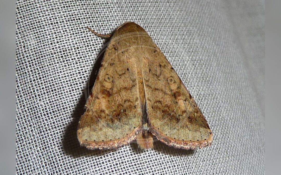 Her ses et billede af arten Heliothis nubigera. Fotoet er taget af gailhampshire from Cradley, Malvern, U.K og hentet fra Wikimedia Commons (CC BY 2.0).