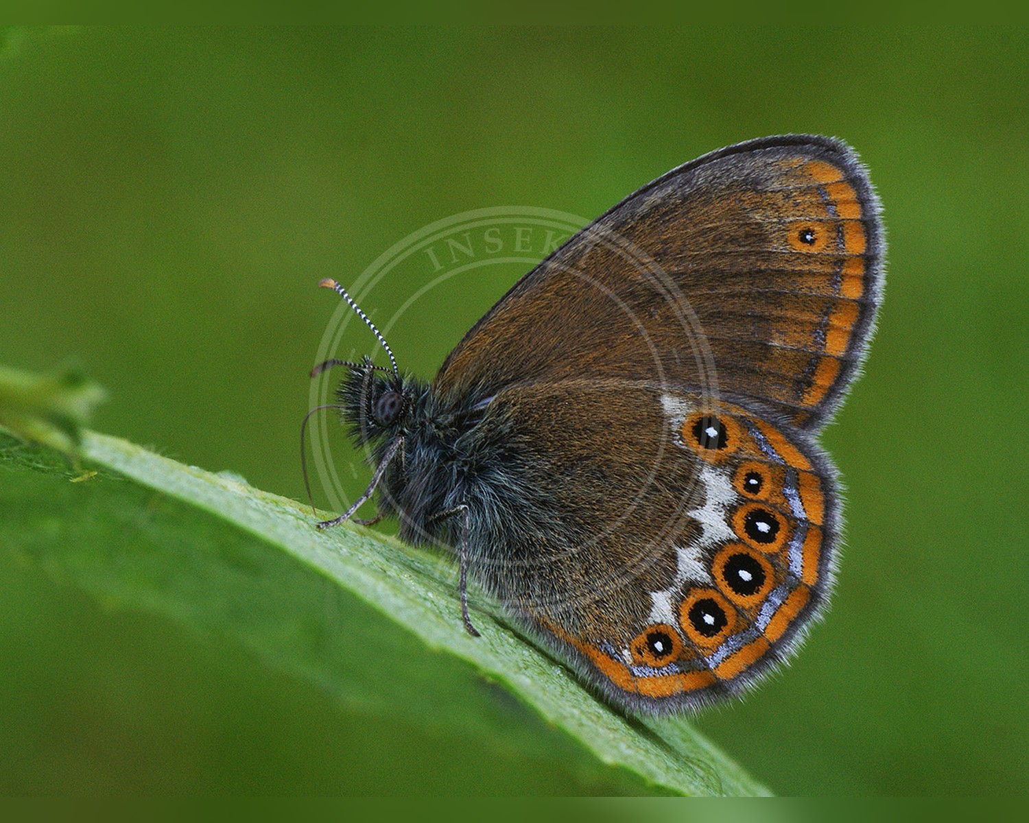 Her ses et billede af arten Herorandøje (Coenonympha hero). Fotoet er taget af Ilia Ustyantsev og hentet fra Wikimedia Commons (CC BY-SA 2.0).