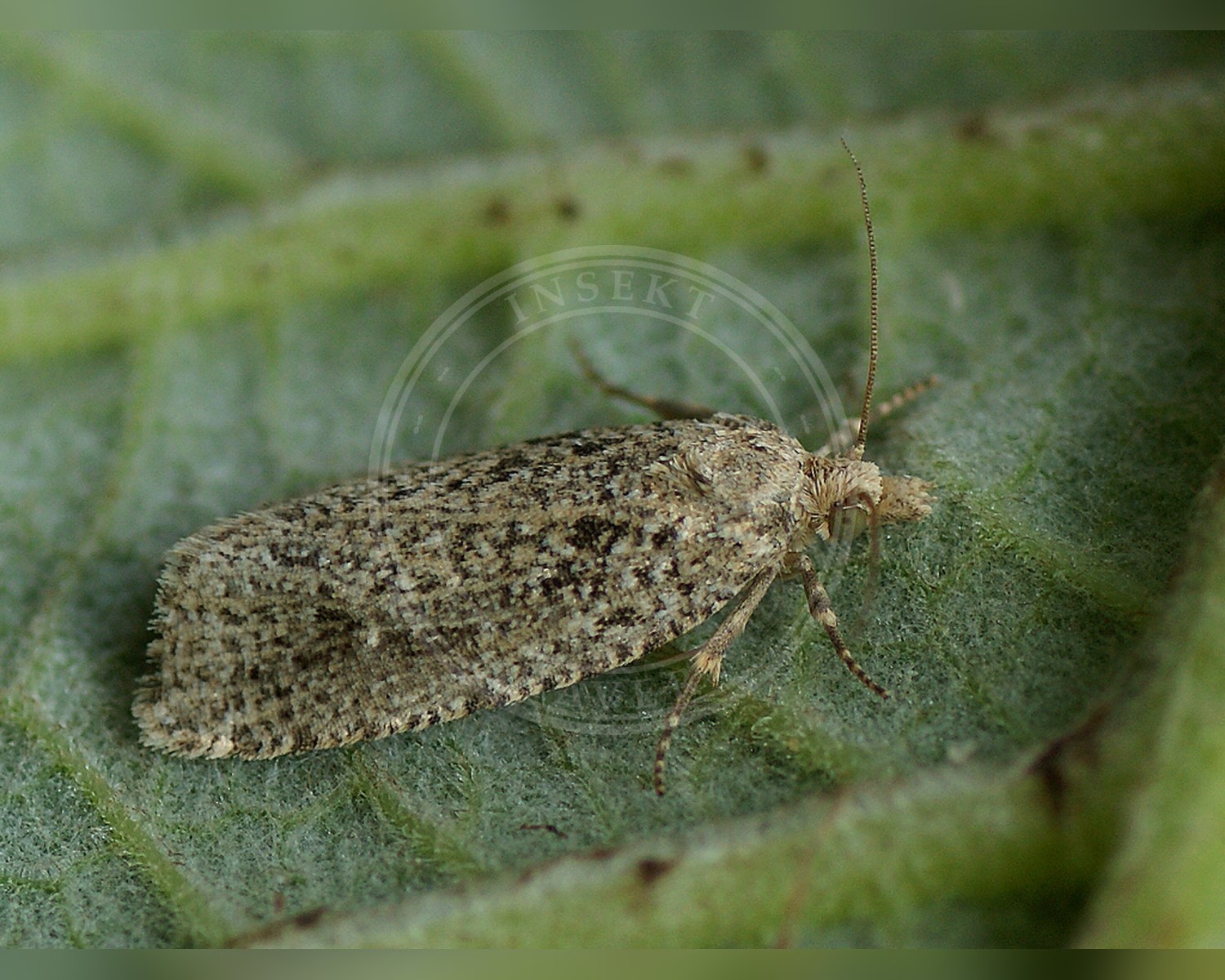 Her ses et billede af arten Hestehovvikler (Epiblema grandaevana). Fotoet er taget af Ilia Ustyantsev og hentet fra Wikimedia Commons (CC BY-SA 2.0).