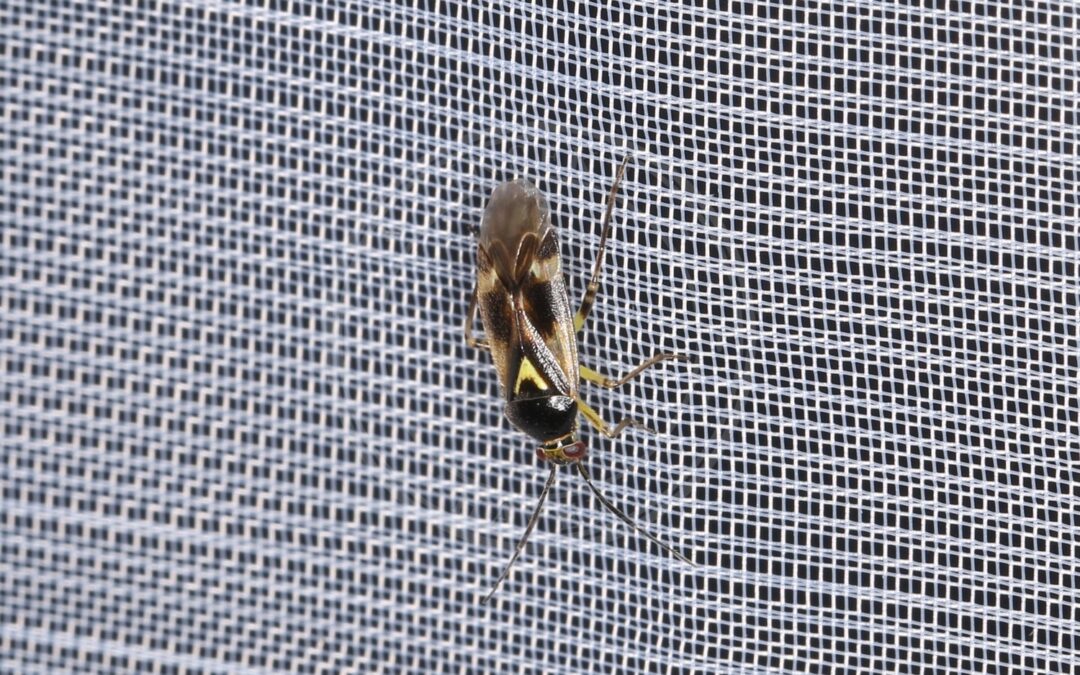 Her ses et billede af arten Hjerteplettet Tæge (Orthops basalis). Fotoet er taget af Donald Hobern og hentet fra Wikimedia Commons (CC BY 2.0).