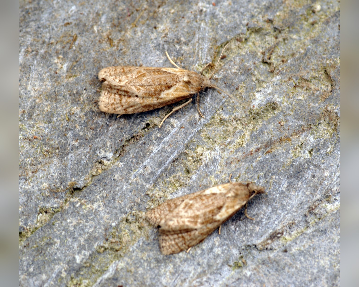 Her ses et billede af arten Hjortetrøstvikler (Phtheochroa inopiana). Fotoet er taget af Ben Sale og hentet fra Wikimedia Commons (CC BY 2.0).