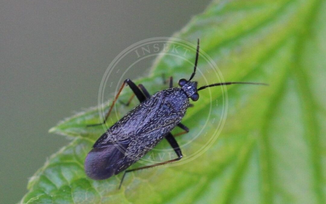 Her ses et billede af arten Høgeurttæge (Orthocephalus saltator). Fotoet er taget af AfroBrazilian og hentet fra Wikimedia Commons (CC BY-SA 4.0).