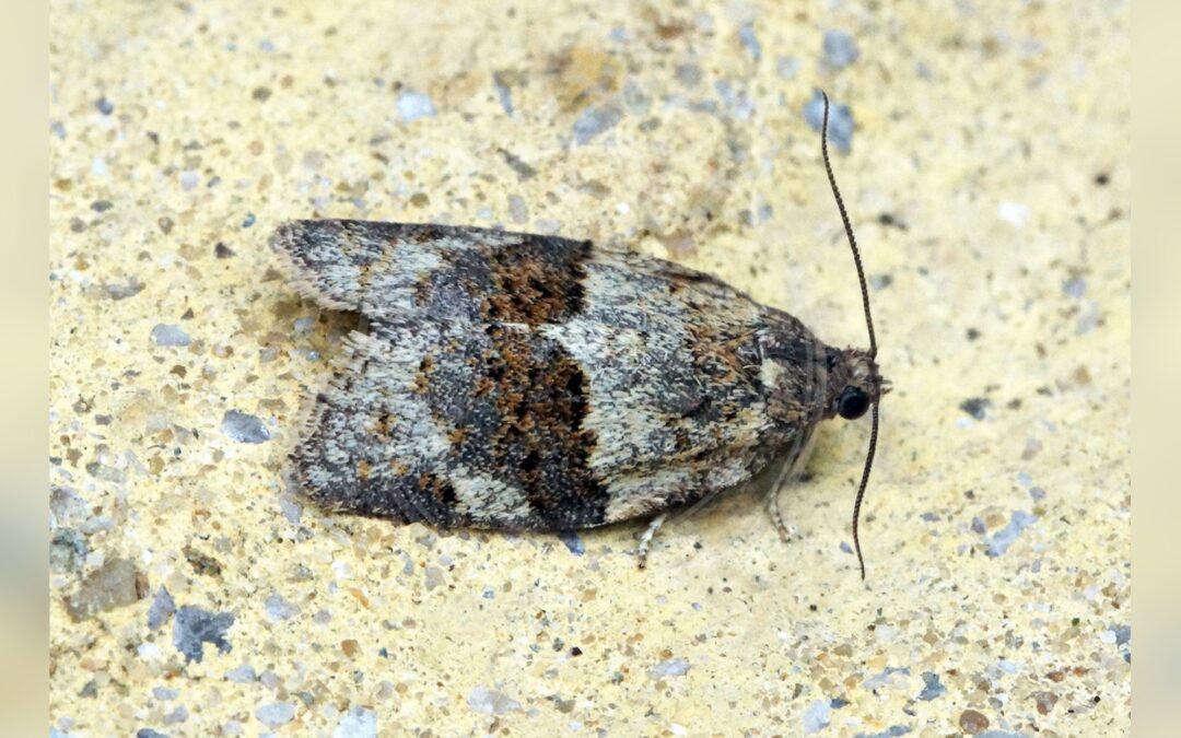 Her ses et billede af arten Høstvikler (Syndemis musculana). Fotoet er taget af Ben Sale og hentet fra Wikimedia Commons (CC BY 2.0).
