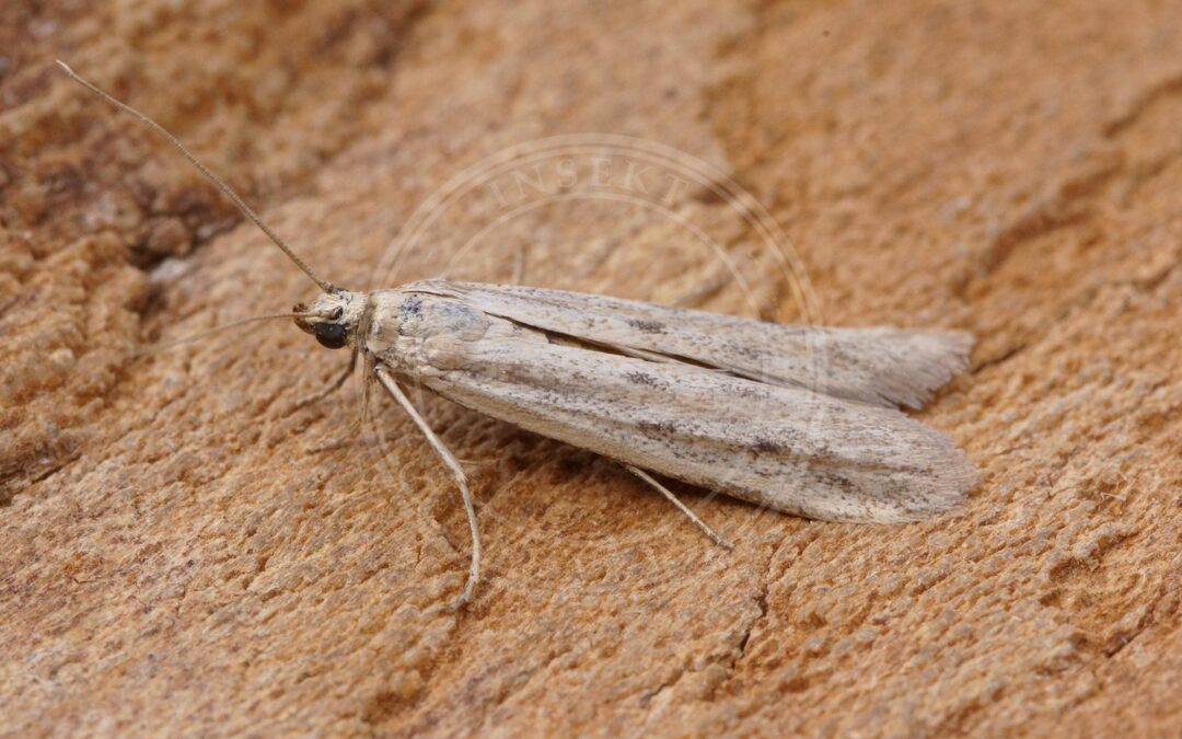 Homoeosoma nebulella